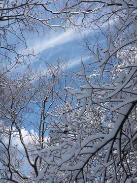 沈陽大雪壓枝