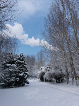 沈阳大雪之冬景