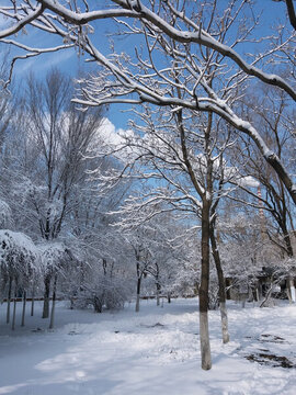 沈陽大雪之公園