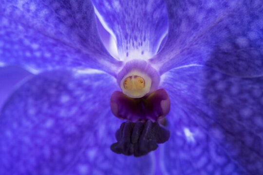 蘭花