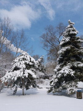 沈陽大雪之松樹林