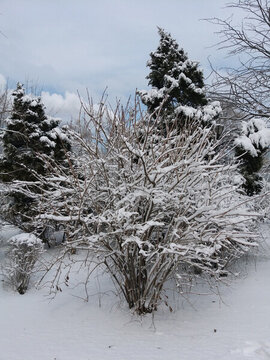 沈陽(yáng)大雪之雪后矮樹(shù)