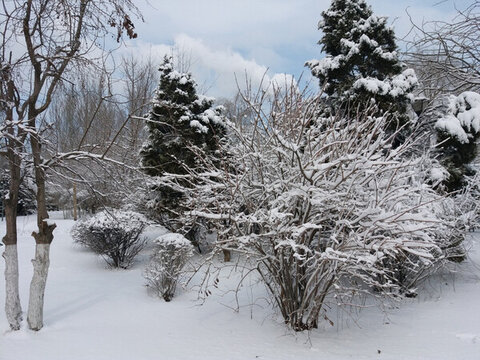 沈陽大雪之雪后枯樹林