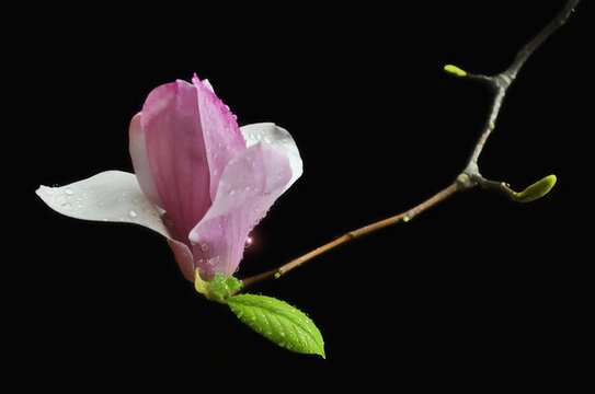玉蘭花