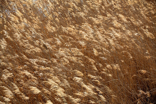 蘆葦 逆光攝影 濕地 蘆葦花