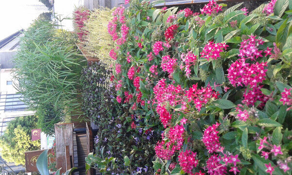 紅花