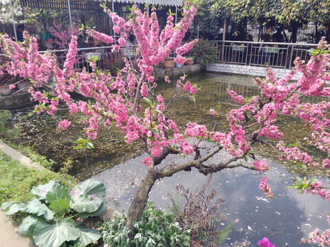 桃花
