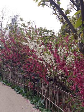 桃花