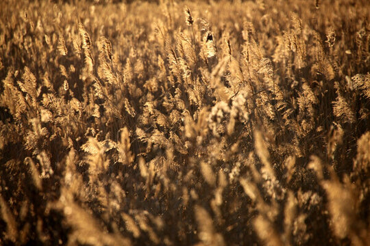 蘆葦 逆光攝影 濕地