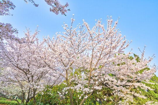 櫻花