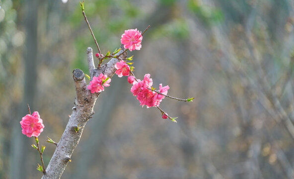 桃花