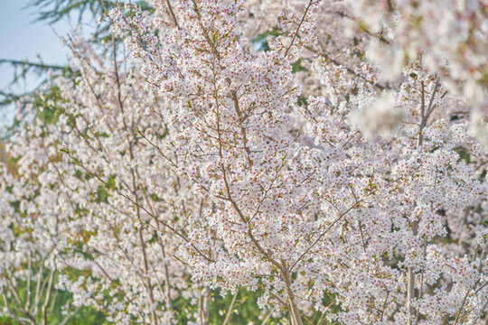 櫻花