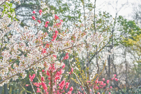 櫻花與桃花