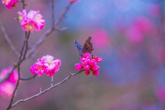 梅花