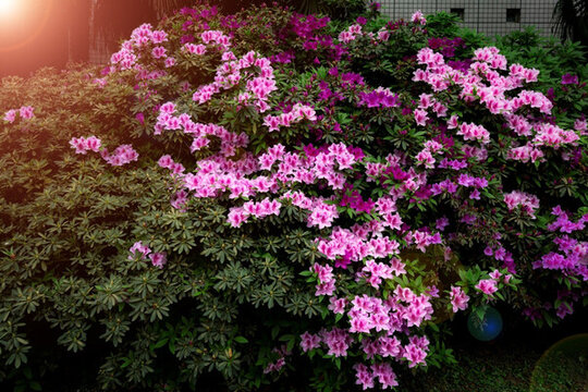 杜鵑花
