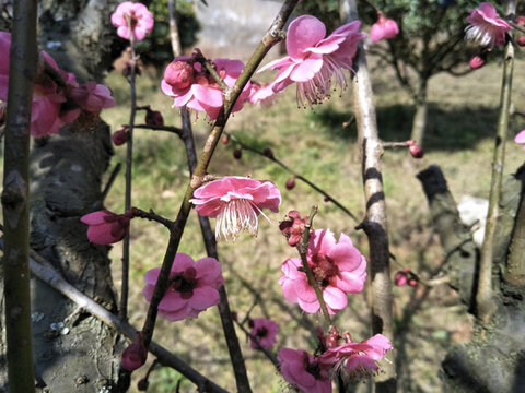 梅花