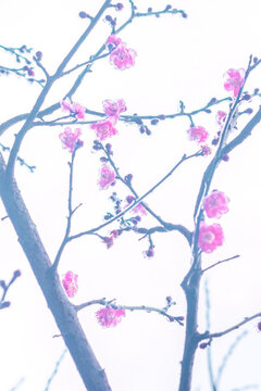 梅花