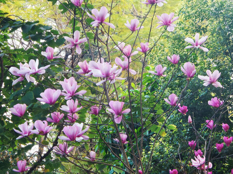 望春花