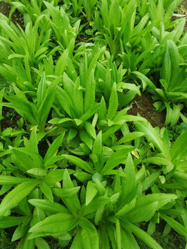 農(nóng)家有機(jī)蔬菜