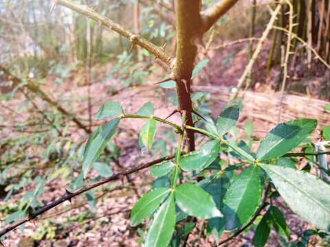 花椒樹
