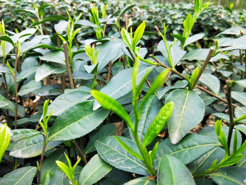 新鮮綠茶