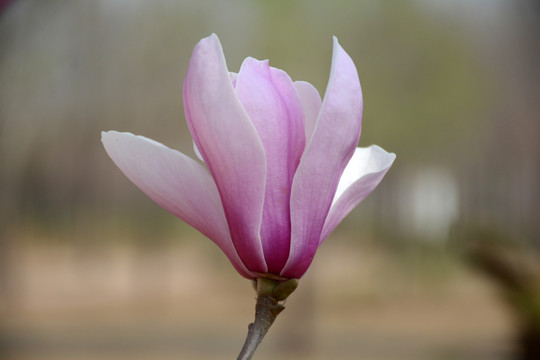 玉蘭花