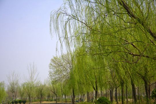 柳樹
