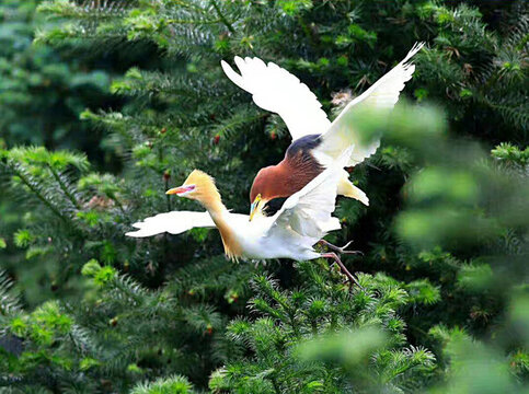 鷺鳥