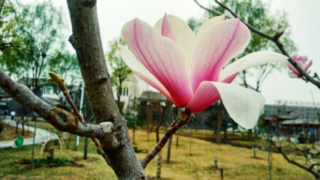 玉蘭花