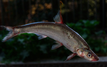 翹殼魚