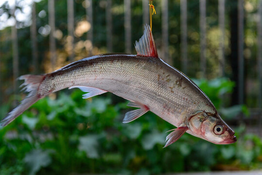翹殼魚(yú)