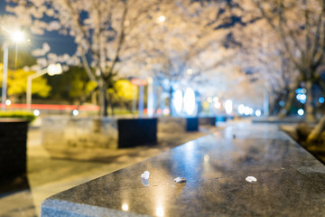 春之櫻花
