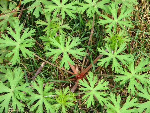 野老鸛草