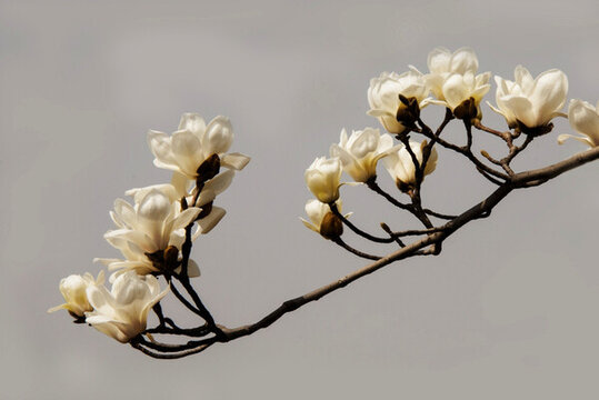 玉蘭花 高調(diào)