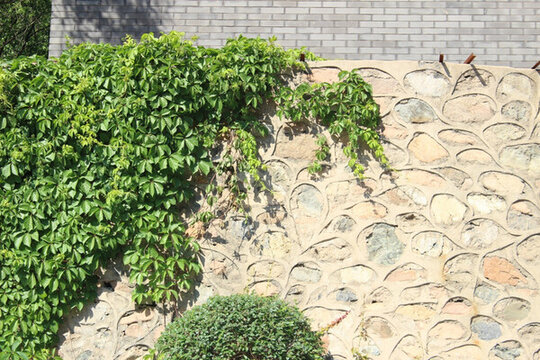 爬山虎石頭墻植物墻