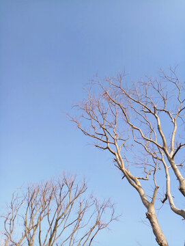 藍(lán)天 樹枝