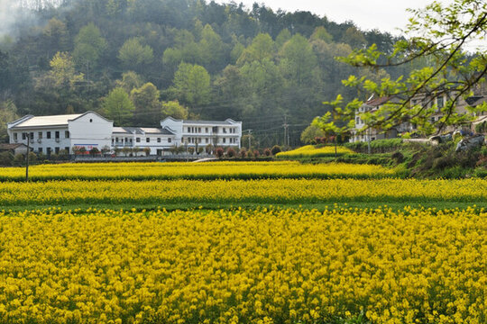 油菜花 美麗鄉(xiāng)村