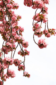 櫻花