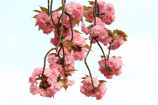 櫻花