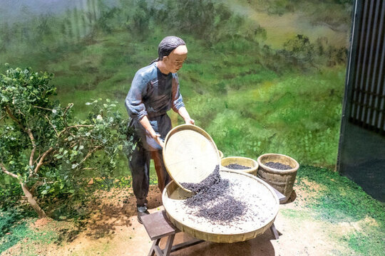 制茶工藝