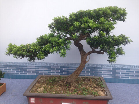 盆栽盆景