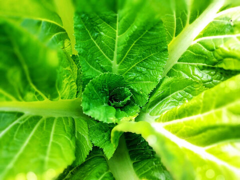 新鮮蔬菜