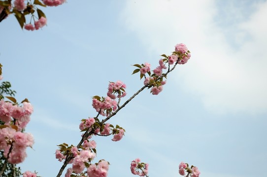 櫻花