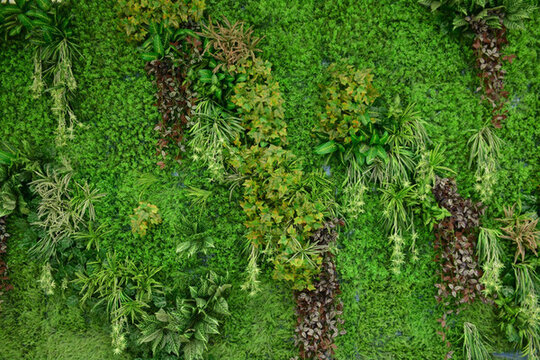 綠色植物墻