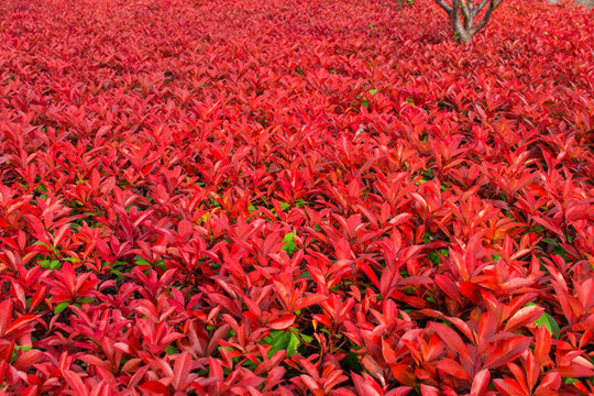 紅色花海