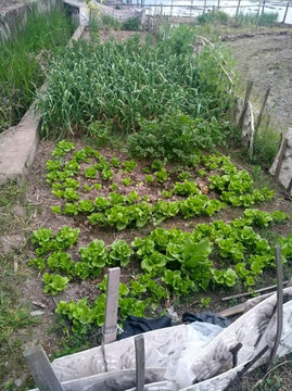 小菜園