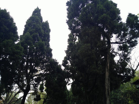 景觀園林