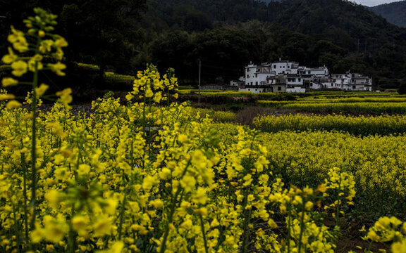 婺源江嶺