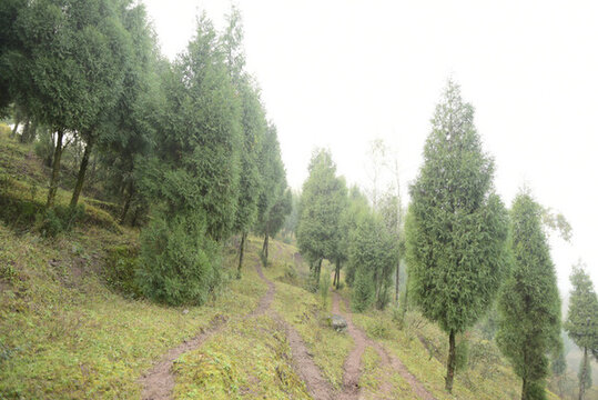 退耕還林