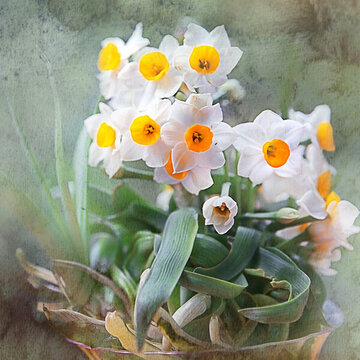 水仙 水仙花
